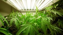 gty_marijuana_plants_jt_120122_wblog